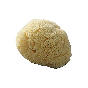 Beaming Baby - Org Baby Sea Sponge (1large)